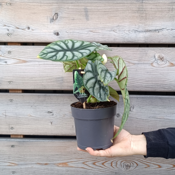  Alocasia (Alokázia) ´SILVER DRAGON´ - kont. C2L, výška: 20-25 cm 